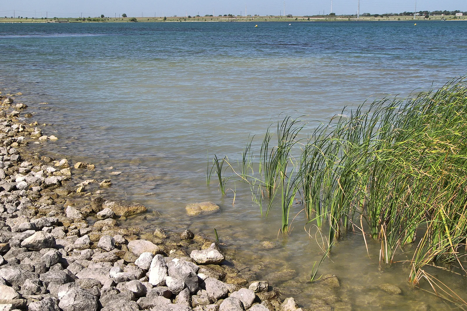 Limestone riprap and cattails along the shore of Lake Pflugerville on a clear day